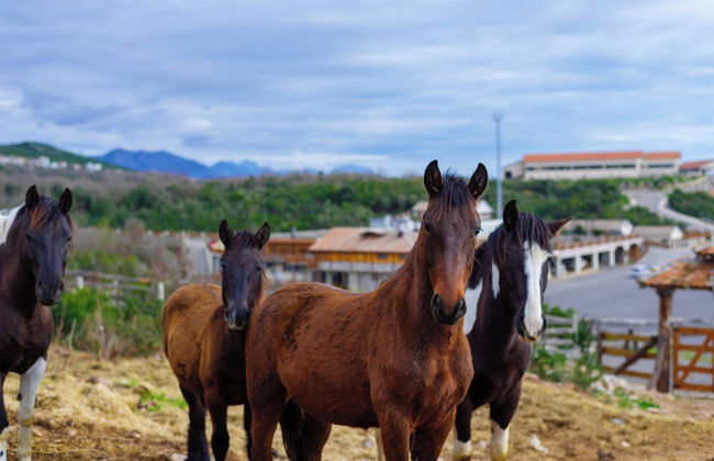 Carevic Resort & Villas - Foto 35