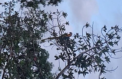 Tiny House das Araras - Foto 16