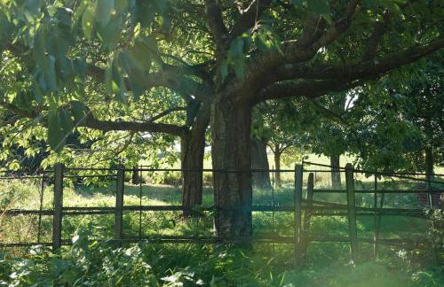 Deepwell Granary is a lovely thatched barn with attached meadow woodland - Foto 17