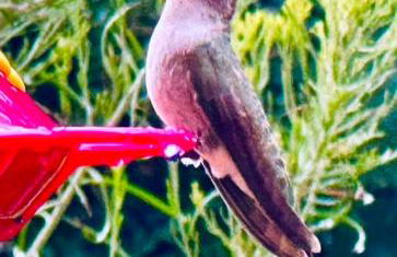 Sedona StarGazing Retreat Glowing Red Rock views - Foto 57