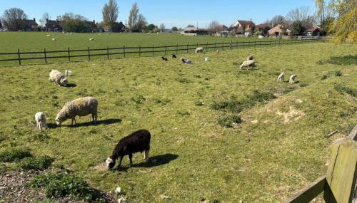 Walland Cottage Romney Retreat - Photo 4