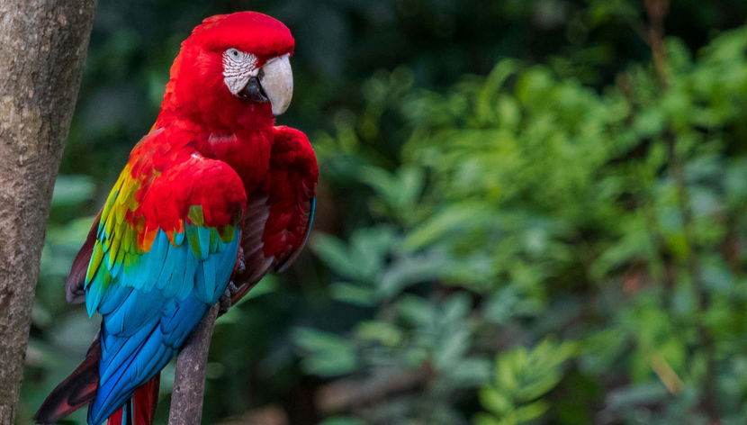 Excursão ao Biocentro Güembé