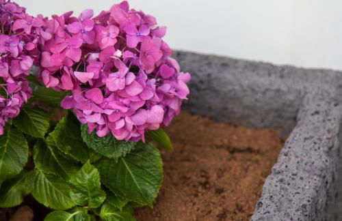 A Casa da Silva - Photo 15