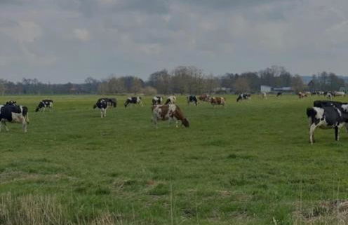 Ferienhof-Meyer - Foto 5