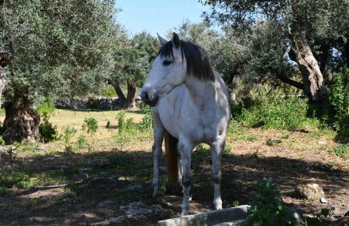 Masseria Medico di Maglie - Foto 33