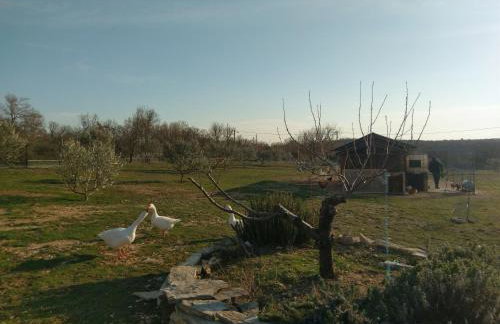 Family friendly house with a swimming pool Popovici, Zagora - 14074 - Photo 16