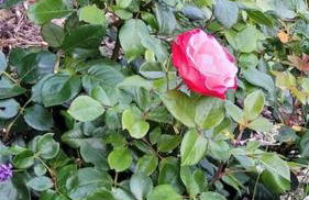 FH Ostfriesland to Huus, zw. Emden und Greetsiel - Foto 66