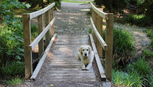 Dippers woodland setting at the Luxulyan Valley - Foto 2, Other