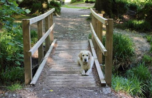 Dippers woodland setting at the Luxulyan Valley - Foto 2