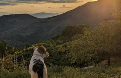 San Lorenzo Cottage - Παραδοσιακά Πέτρινα Δωμάτια - Άγιος Λαυρέντιος Πηλίου - Foto 8