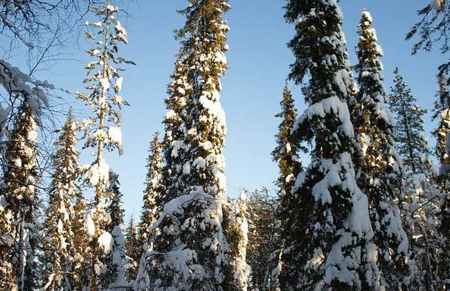 Passeio com raquetes de neve por Levi - Foto 6