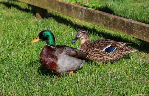 Rigg Cottage, Mount Pleasant - Foto 49