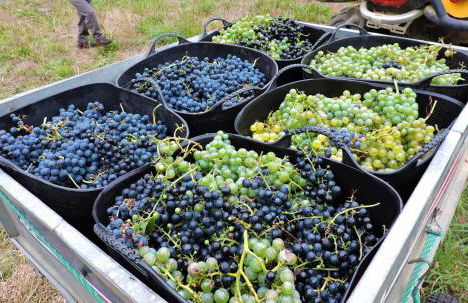 Casa Rural Chao de Castro - Foto 18