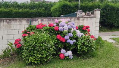 Casa Viveiro - Foto 3, Garden view