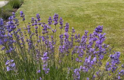 L'intemporelle - Foto 24