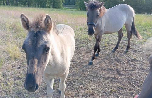 POKOJE NA CYPELKU NAD 5 JEZIORAMi - Foto 32