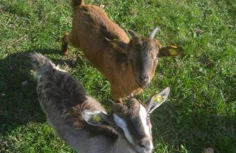 Podere delle Fanciulle - Foto 32