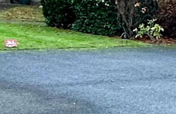 The Little Beech Tree - Foto 35