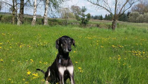 Hof Heideland 1 - Foto 3, Garden