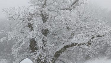 Maison au coeur de la forêt dans le Sidobre - GR36 - Foto 5