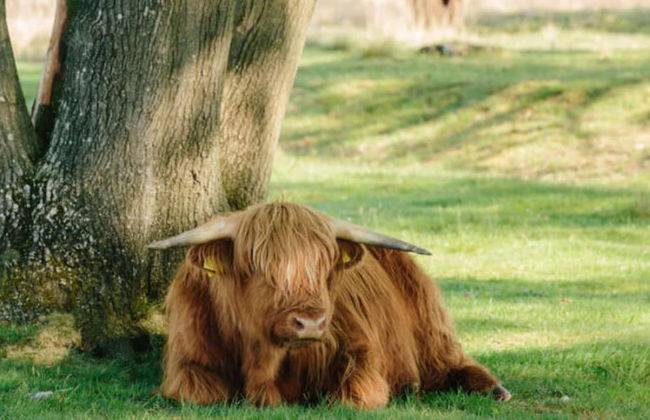 Holiday Home in Ruinerwold With Garden - Photo 9