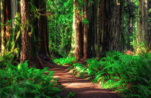 Russian River Bungalow - Foto 35