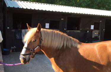 Shepherds Hut with Hot Tub - Foto 24