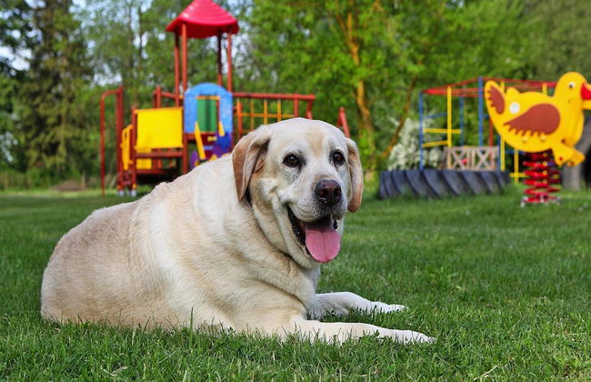 Ferienhauser am Kummerower See, Verchen - Photo 15