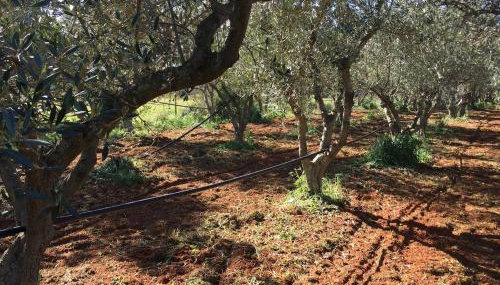 Villa Elena ΝΕΑΠΟΛΗ ΒΟΙΩΝ - Foto 5