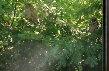 Schwarzwald Appartement - Foto 3