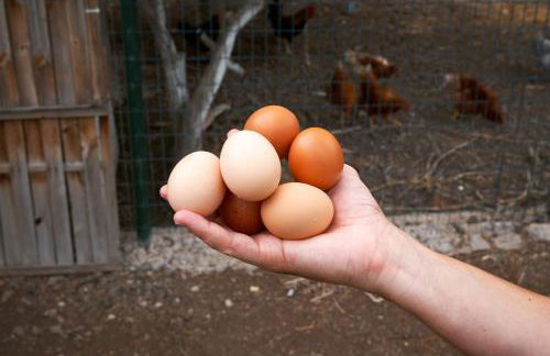 Finca Ecológica Quinta Los Tizones - Foto 48