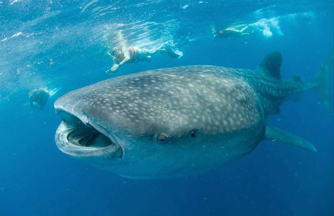 Snorkelling with Whale Sharks in Holbox - Photo 9