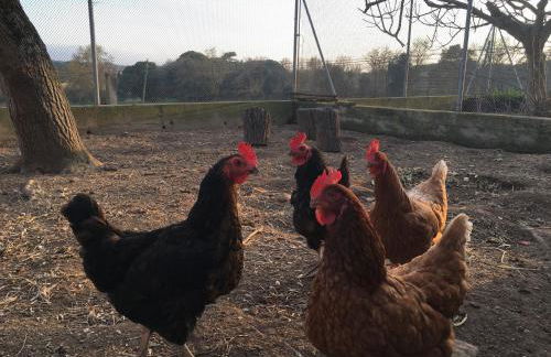 Mas Teixidor, Masia entre Girona y la Costa Brava - Foto 52