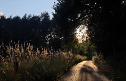 FeWo Harling - Waldoase - Foto 18