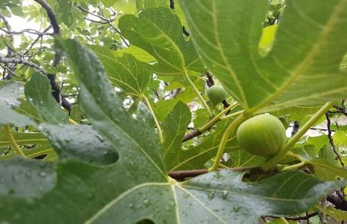 Romantic Apartment Sonja, Beachfront - Foto 40