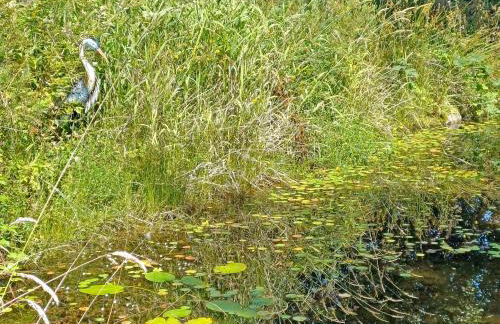 Rosie - Uk49025 - Foto 15