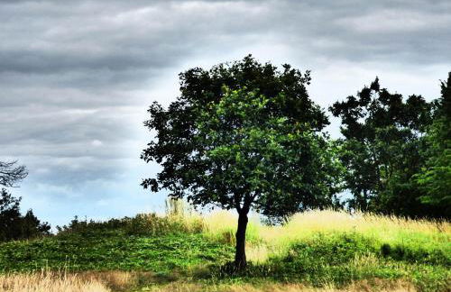 Relaxen am Eifelbach - Foto 14