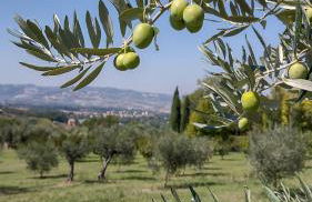 La Maggiolina Country House - Foto 57