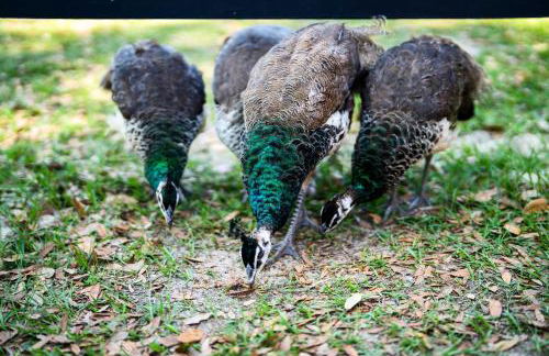 The Clubhouse - Lady Lake Farm Getaway! - Foto 35