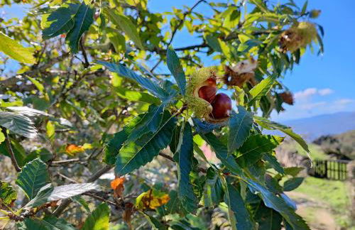 Casa da Avó - Foto 31