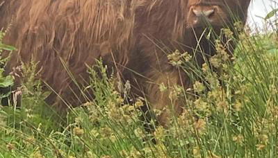 Craigievern Cottage - Foto 3, Other