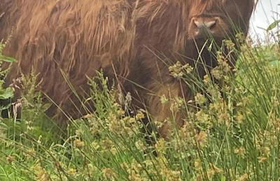 Craigievern Cottage - Foto 3