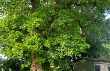 Ferienwohnung im Grünen - Foto 16
