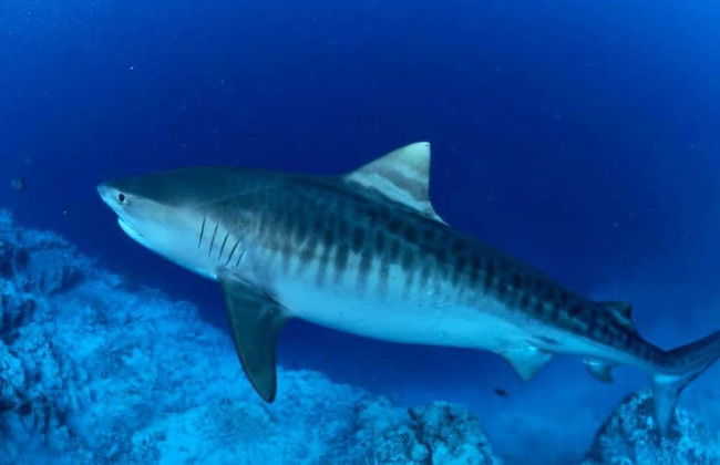 Alafehi Retreat Luxury Villas with Pool Access - Foto 51