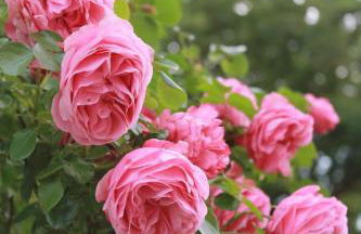 Stilvolles Landhaus mit Flair - Foto 47