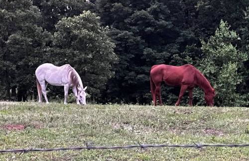 The Varnadoe Villa- Farm Stay - Foto 65