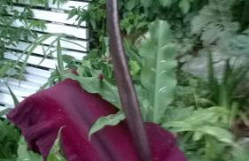 Bella Vista - Foto 22