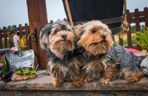 Enlli Fach cabin sleep's 2 adults and 2 children 2 dogs welcome not suitable for contract workers due to parking height restrictions - Photo 13