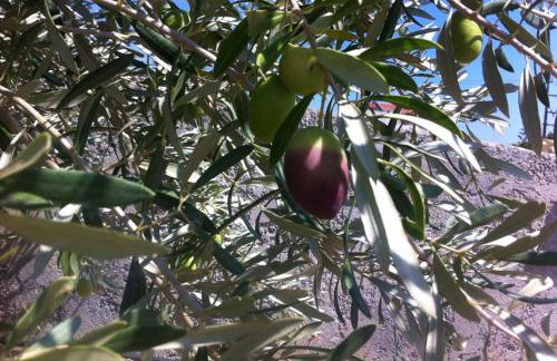 Mini Villas Green - Foto 57