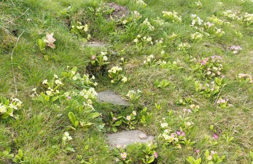 Llynhillyn Cottage - Foto 20